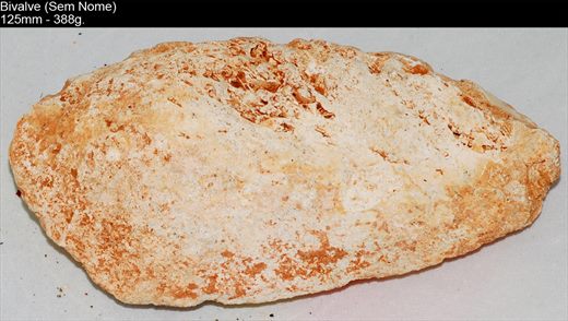Bivalve (Sem nome) 05