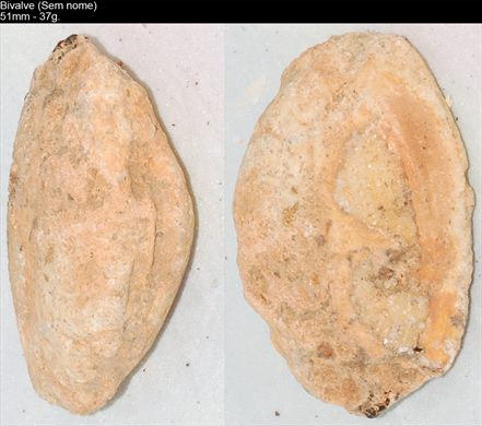 Bivalve (Sem nome) 06