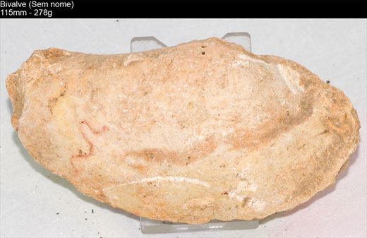 Bivalve (Sem nome) 10