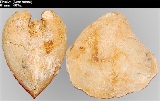 Bivalve (Sem nome) 11
