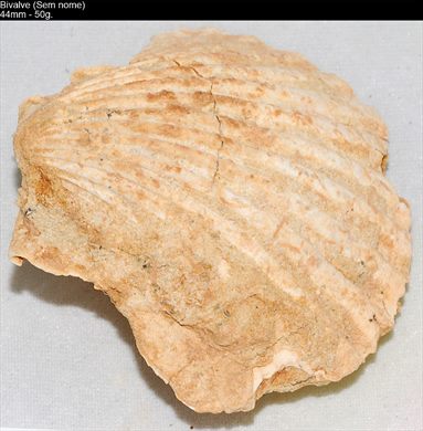 Bivalve (Vieira) 01