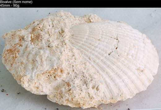 Bivalve (Vieira) 02