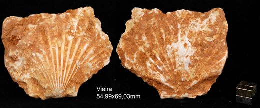 Bivalve (Vieira) 03