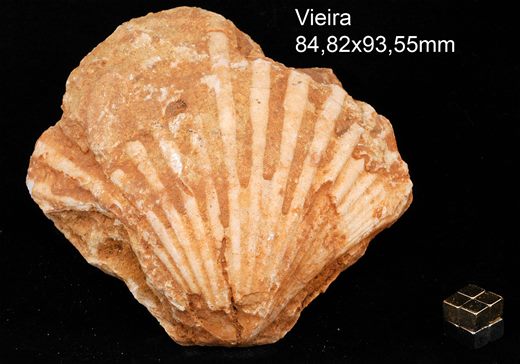 Bivalve (Vieira) 04
