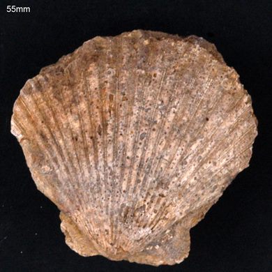 Bivalve (Vieira) 55 mm