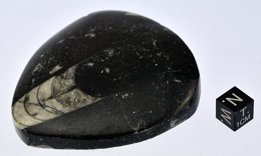 Orthoceras