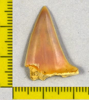 Peixe (dente de tubarao)