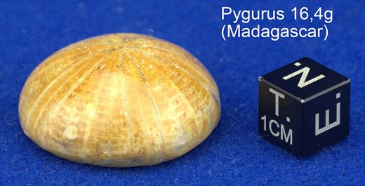 Pygurus 16,4g (Madagascar)