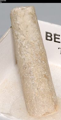 Belemnite 1