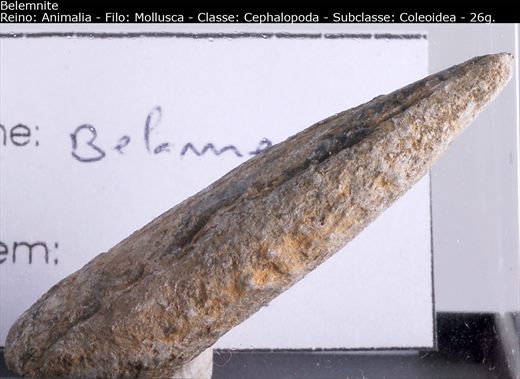 Belemnite 2