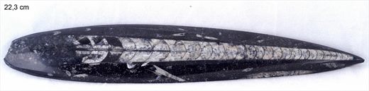Orthoceras 2