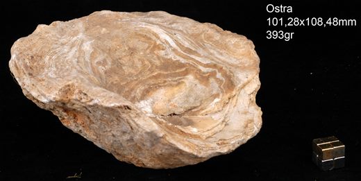 Ostra