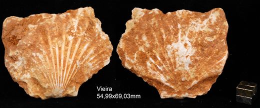 Vieira