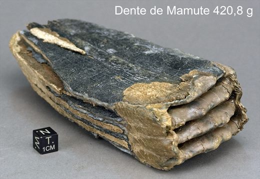 Dente de Mamute 420,8g