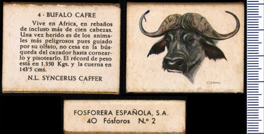 Animais (FESA) 04