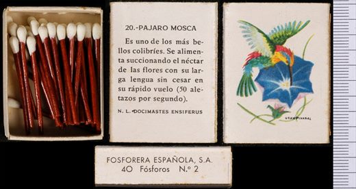 Aves Exoticas (FESA) 20