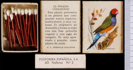 Aves Exoticas (FESA) 23