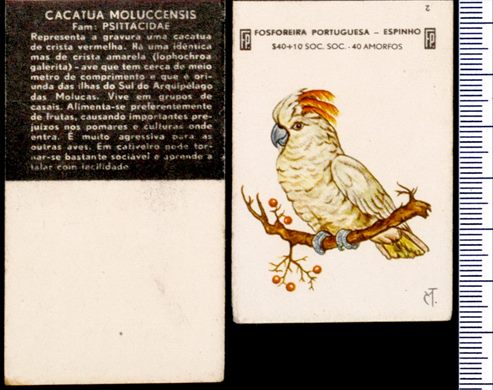 Aves - FP-Espinho 02