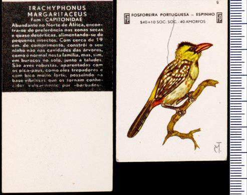 Aves - FP-Espinho 05