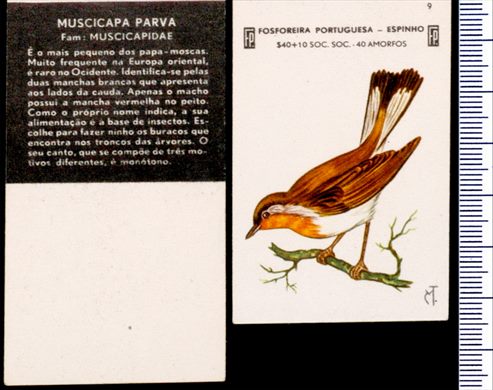 Aves - FP-Espinho 06
