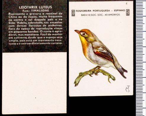 Aves - FP-Espinho 07