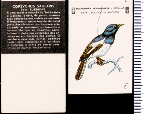 Aves - FP-Espinho 08