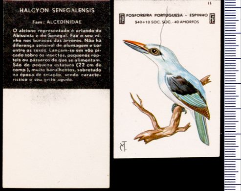 Aves - FP-Espinho 11