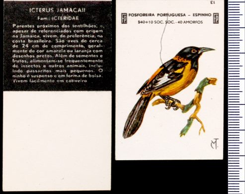 Aves - FP-Espinho 13
