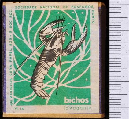 Bichos - Serie Verde (SNF-Porto) 14