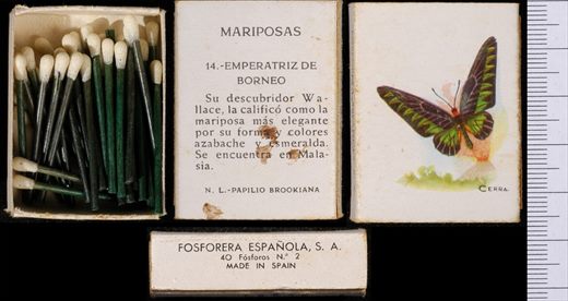 Borboletas (FESA) 14