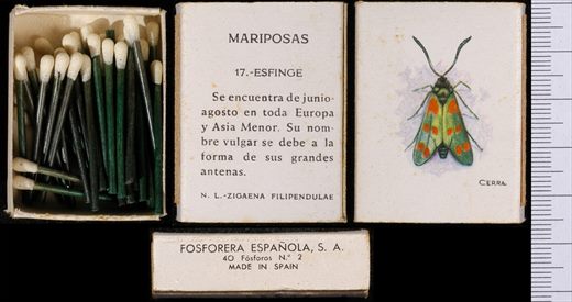 Borboletas (FESA) 17