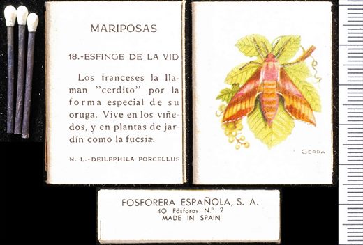 Borboletas (FESA) 18