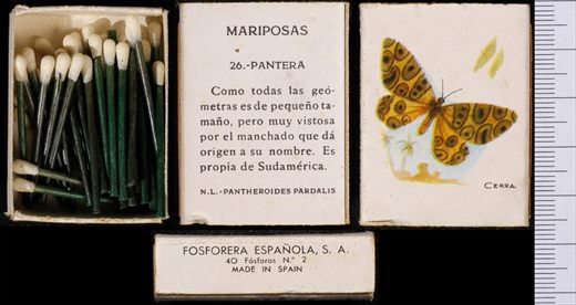 Borboletas (FESA) 26