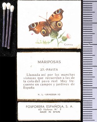 Borboletas (FESA) 27