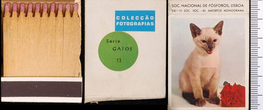 Coleccao Fotografias - Gatos (SNF-Lisboa) 13