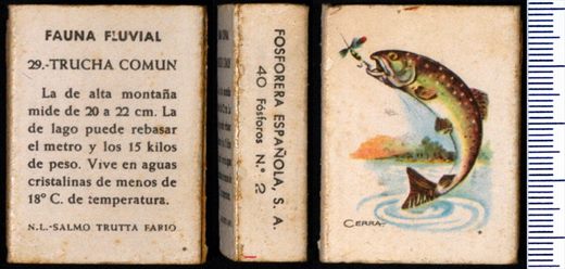 Fauna Fluvial 29