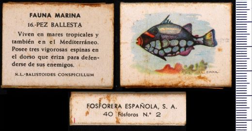 Fauna Marina 16