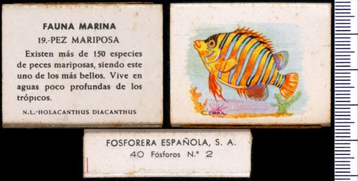 Fauna Marina 19