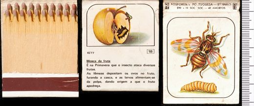 Insectos (FP-Espinho) 18