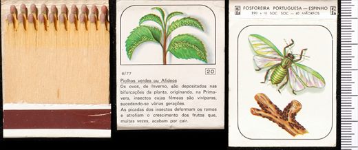 Insectos (FP-Espinho) 20