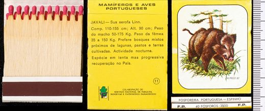 Mamiferos e Aves Portugueses 11