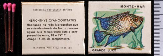 Peixes - Monte-mar (FP-Espinho) 03