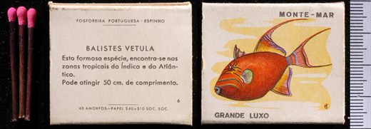 Peixes - Monte-mar (FP-Espinho) 06