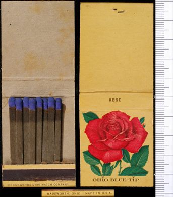 Ohio Blue Tip - Rose