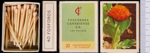 Flores (FCSA-Las Palmas) 23