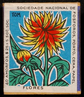 Flores (SNF-Porto) 07