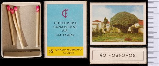 Drago Milenario - FCSA