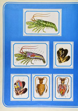 Anatomia 05