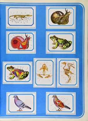 Anatomia 08