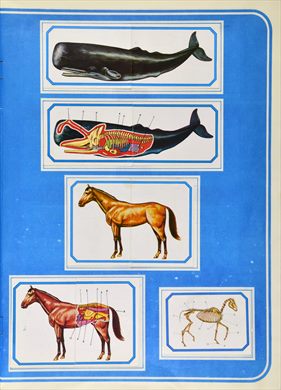Anatomia 10
